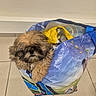 animal, bag, black, brown, canine, cozy, cute, dog, domestic_animal, floor, fluffy, fur, indoor, pet, puppy, resting, shopping_bag, small_dog, tan, tile_floor