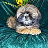 Amaro participe au concours pour gagner de l'argent avec cette photo : adorable, animal, closeup, cozy, cute, dog, fluffy, fur, furniture, green_chair, indoor, pet, plant, portrait, puppy, relaxing, sitting, small_dog, velvet, yellow_flowers
