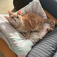 Venus a rejoint le concours — aidez-le/la à gagner de superbes lots ! cat, chair, comfortable, cozy, cushion, cute, domestic_cat, feline, ginger_cat, home, indoor, looking_at_camera, pet, pillow, relaxed, resting, soft_lighting, striped_fur, tabby, wooden_armrest