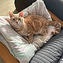 cat, chair, comfortable, cozy, cushion, cute, domestic_cat, feline, ginger_cat, home, indoor, looking_at_camera, pet, pillow, relaxed, resting, soft_lighting, striped_fur, tabby, wooden_armrest
