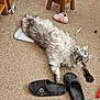 black_slippers, carpet, casual, cat, cozy, feline, floor, fluffy, gray_cat, home, household_items, indoor, pen, pet, pink_shoe, relaxed, slippers, stretching, white_cat, wooden_stool