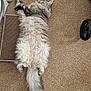 animal, blanket, carpet, cat, cozy, cute, domestic, feline, fluffy, fur, home, indoor, lying_down, paw, pet, relaxed, resting, scratch_pad, sleeping, tail