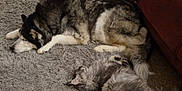 Loki is registered to the contest to win money with this photo: animal, carpet, cat, companion, couch, cozy, cute, dog, domestic, fluffy, fur, home, indoor, living_room, mammal, nap, pet, relaxation, resting, sleeping