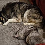 animal, carpet, cat, companion, couch, cozy, cute, dog, domestic, fluffy, fur, home, indoor, living_room, mammal, nap, pet, relaxation, resting, sleeping