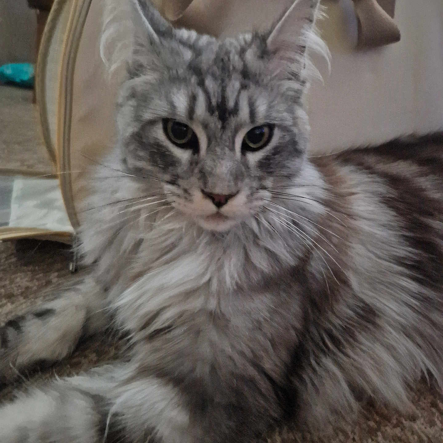 Loki joined the competition — help win amazing prizes! abyssinian, accessories, angora, animal, bag, blanket, cat, chair, couch, cushion, furniture, gray, handbag, homedecor, kitten, manx, person, pet, siamese, sleeping