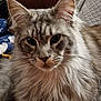Loki is registered to the contest to win money with this photo: animal, blanket, cat, close_up, cozy, ears, face, feline, fluffy, fur, gray_tabby, home, indoor, looking, pet, portrait, relaxed, sitting, texture, whiskers