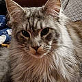 Nicola C.