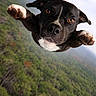 active, adventure, animal, black_dog, canine, dog, ears, energetic, flying, forest, fur, greenery, jumping, motion, nature, outdoor, paws, pet, sky, white_spot