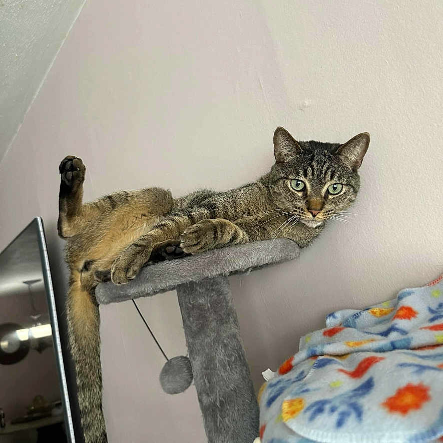 Muffin is registered to the contest to win money with this photo: abyssinian, animal, bed, bedroom, cat, computer, couch, cushion, electronics, furniture, homedecor, indoors, interiordesign, kitten, laptop, manx, pc, person, pet, room