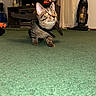 Bean joined the competition — help win amazing prizes! animal, bat_wings, carpet, cat, costume, curtain, cute, ears, eyes, floor, furniture, home, indoor, living_room, pet, playful, tabby, television, vacuum_cleaner, whiskers