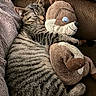 Bean is registered to the contest to win money with this photo: cat, tabby_cat, sleeping, plush_toy, chipmunk_toy, couch, blanket, cozy, furry, pet, indoor, relaxing, snuggling, soft_texture, brown, striped, cute, animal, resting, companion