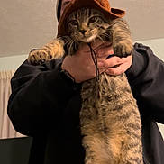 Bean joined the competition — help win amazing prizes! animal, beanie, brown, cat, clothing, cute, expression, face, feline, funny, hat, holding, home, indoor, person, pet, portrait, striped, tabby_cat, wearing