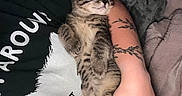 Bean is registered to the contest to win money with this photo: kitten, cat, sleeping, tabby, tattoo, arm, person, black_shirt, cat_print, blanket, cozy, indoor, resting, pet, cute, fur, clothing, hand, nap, animal