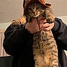 cat, tabby_cat, hat, person, indoor, hoodie, beanie, hand, animal, pet, feline, striped, stretching, curious, face, holding, casual_clothing, living_room, ceiling, curtain