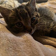Bean is registered to the contest to win money with this photo: kitten, cat, tabby, close_up, sleepy, blanket, soft, fur, pet, indoors, resting, cute, cozy, animal, whiskers, ears, face, young, domestic, feline