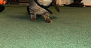 Bean is registered to the contest to win money with this photo: alert, animal, bat_wings, carpet, cat, costume, curious, curtains, decor, feline, furniture, green_carpet, home, indoor, living_room, mammal, pet, tabby, television, vacuum_cleaner