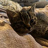Bean joined the competition — help win amazing prizes! kitten, cat, tabby, animal, pet, feline, sleepy, closeup, soft_blanket, indoor, cozy, cute, fur, young_animal, resting, blurred_background, named_text, relaxing, small_animal, domestic_cat
