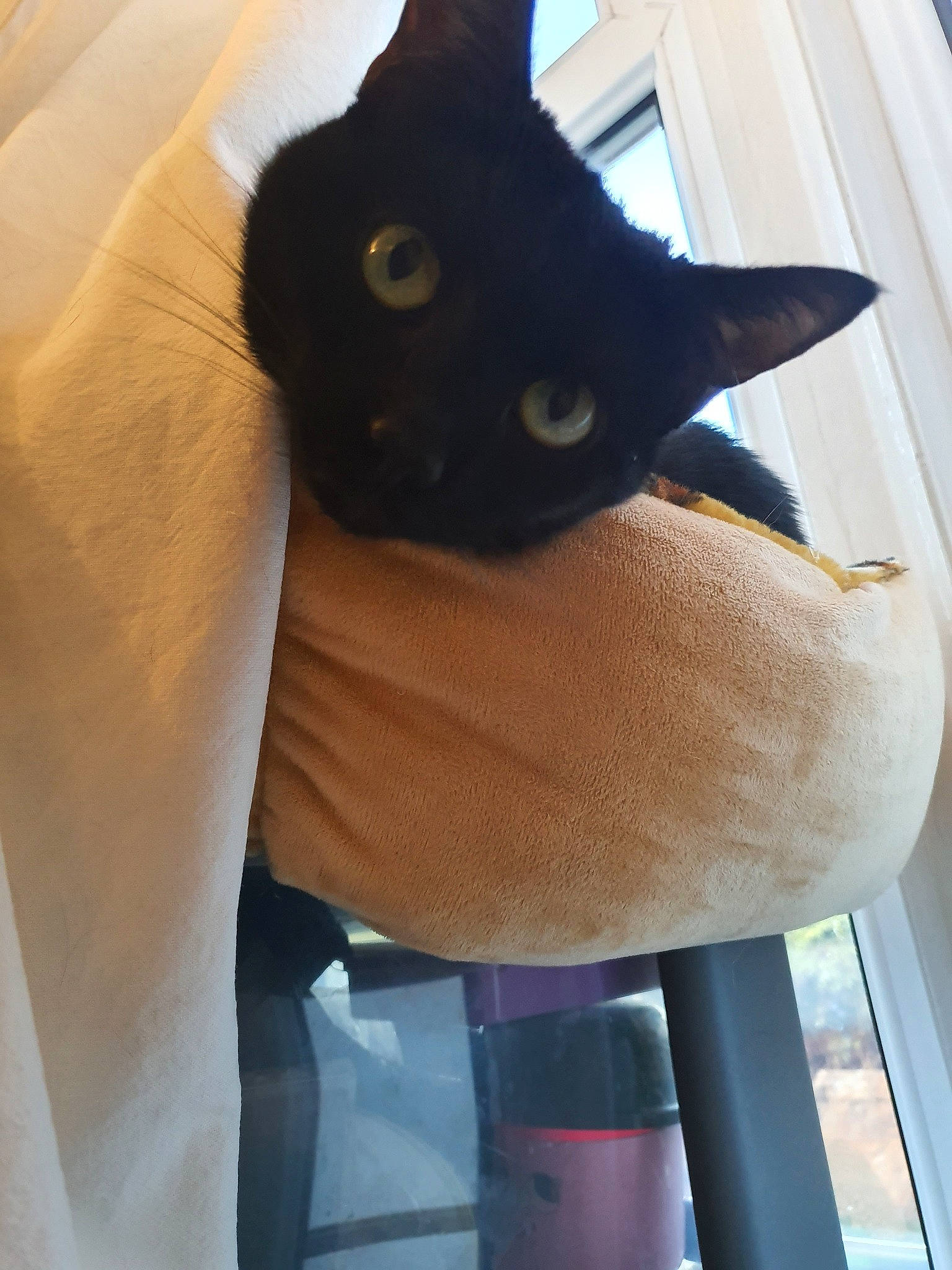 Millie joined the competition — help win amazing prizes! asian, black, black_cat, bombay, burmese, carnivore, cat, fawn, felidae, siamese, small_to_medium_sized_cats, tail, tonkinese, whiskers