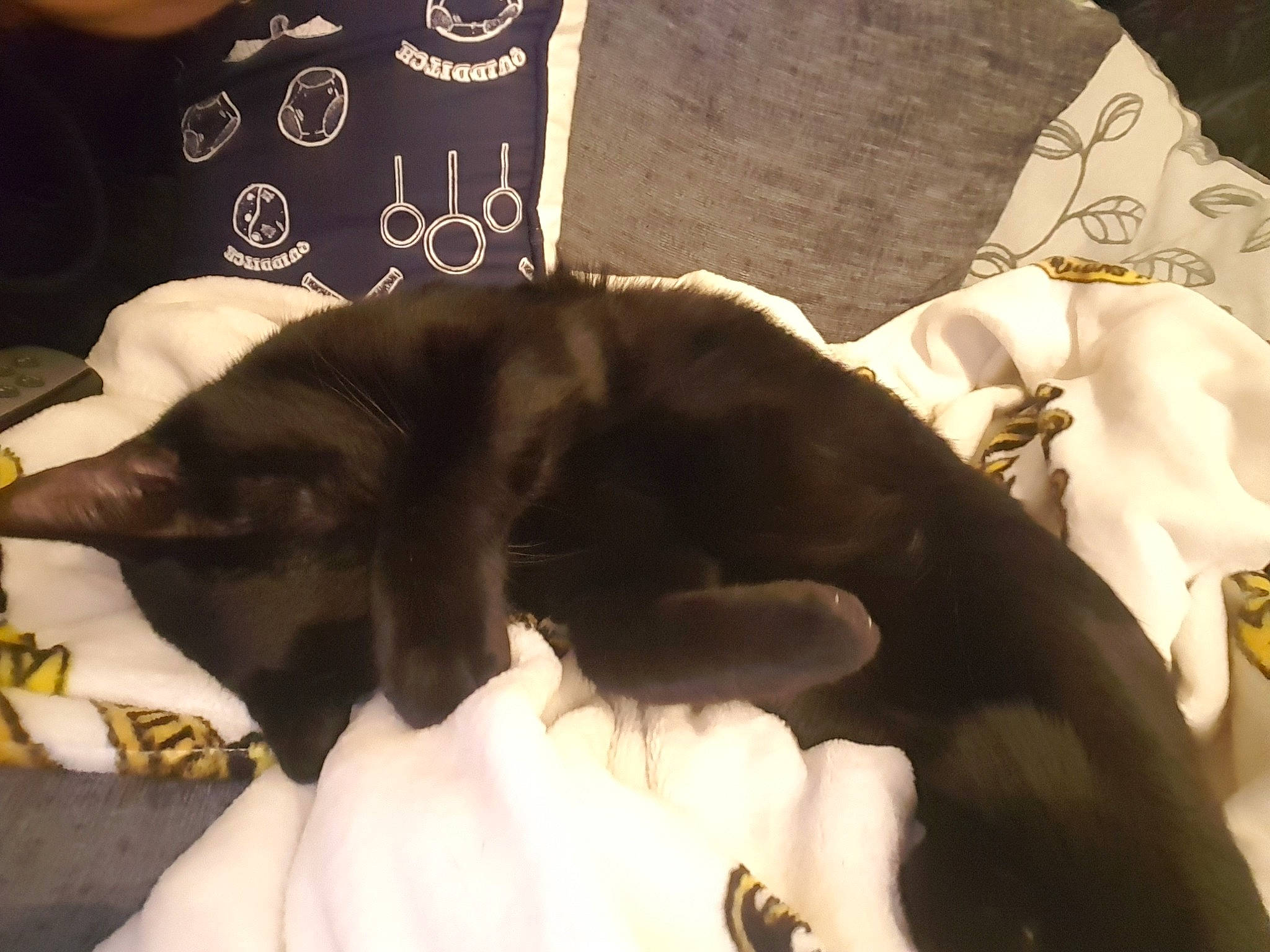 Millie is registered to the contest to win money with this photo: black_cat, canidae, carnivore, cat, dog_breed, ear, felidae, fur, nap, small_to_medium_sized_cats, sporting_group, tail