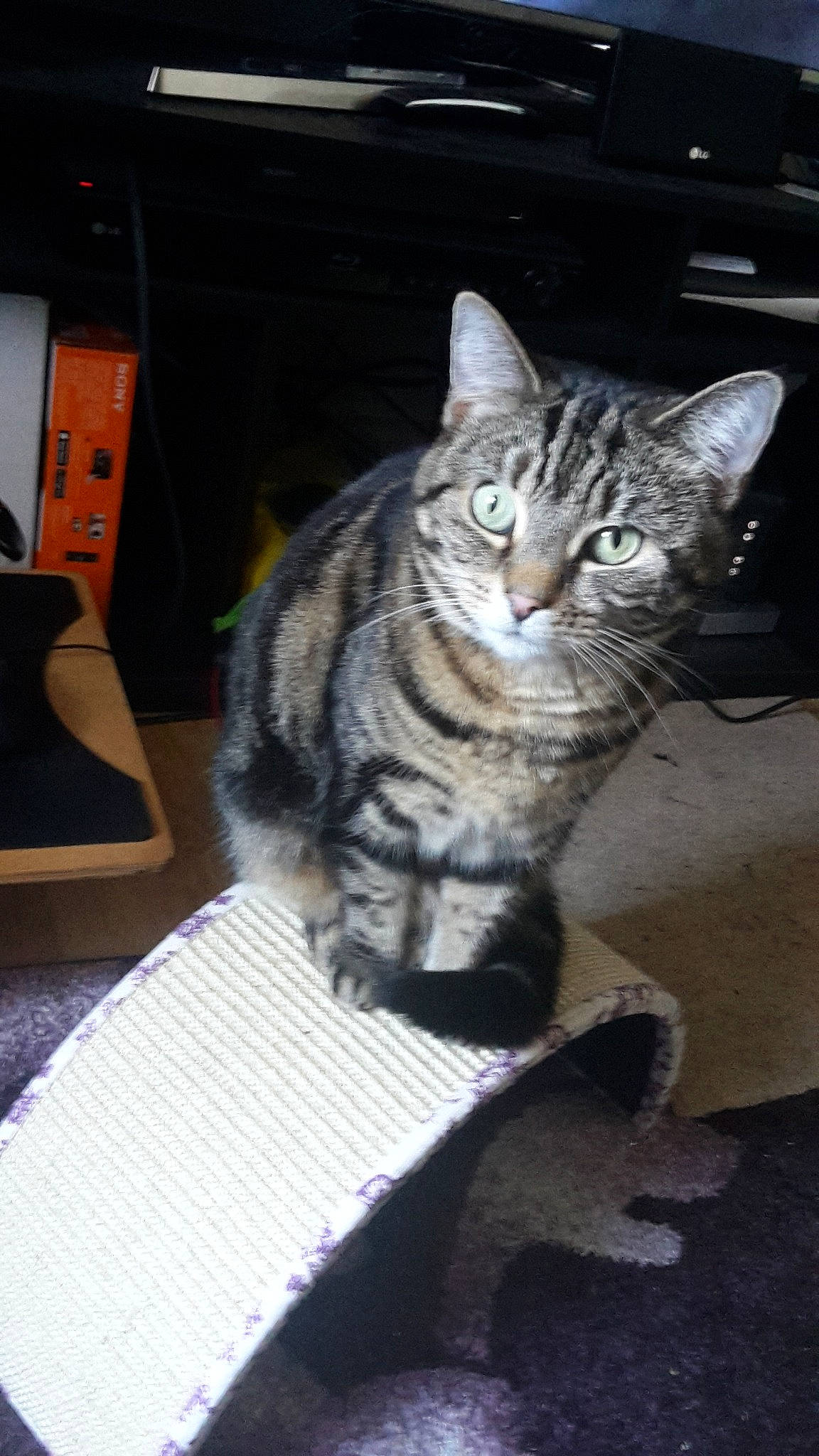 Cleopatra Tabitha joined the competition — help win amazing prizes! aegean_cat, american_shorthair, american_wirehair, asian, california_spangled, carnivore, cat, domestic_short_haired_cat, dragon_li, egyptian_mau, european_shorthair, felidae, kitten, mammal, ocicat, pixie_bob, small_to_medium_sized_cats, tabby_cat, tail, whiskers