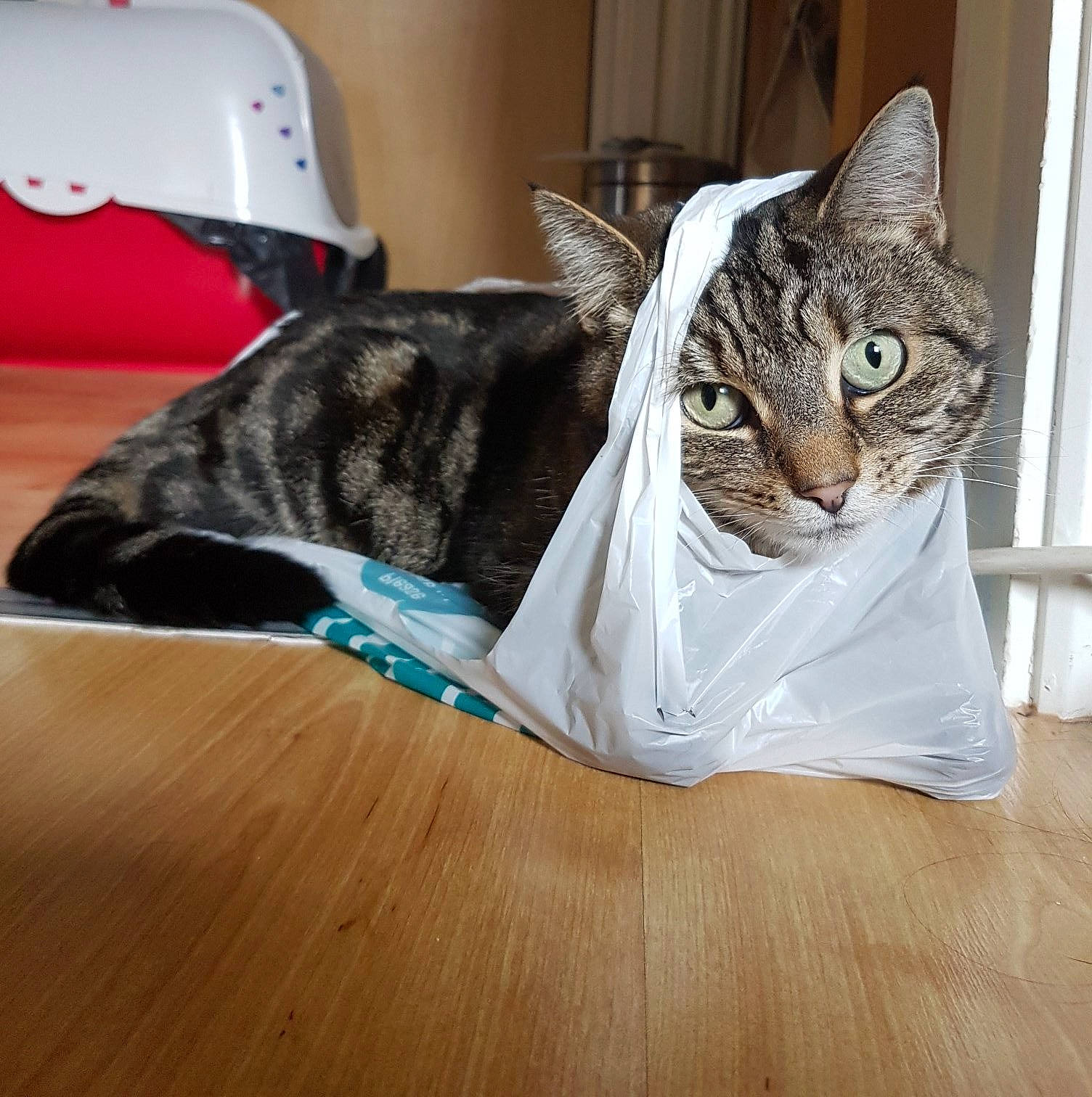 Cleopatra Tabitha joined the competition — help win amazing prizes! american_shorthair, asian, carnivore, cat, domestic_short_haired_cat, dragon_li, egyptian_mau, european_shorthair, felidae, kitten, mammal, ocicat, small_to_medium_sized_cats, tabby_cat, tail, whiskers