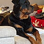 dog, rottweiler, pet, couch, sofa, paw, muzzle, snout, fur, collar, indoor, living_room, relaxed, large_dog, portrait, furniture, blanket, paws, attentive, canine