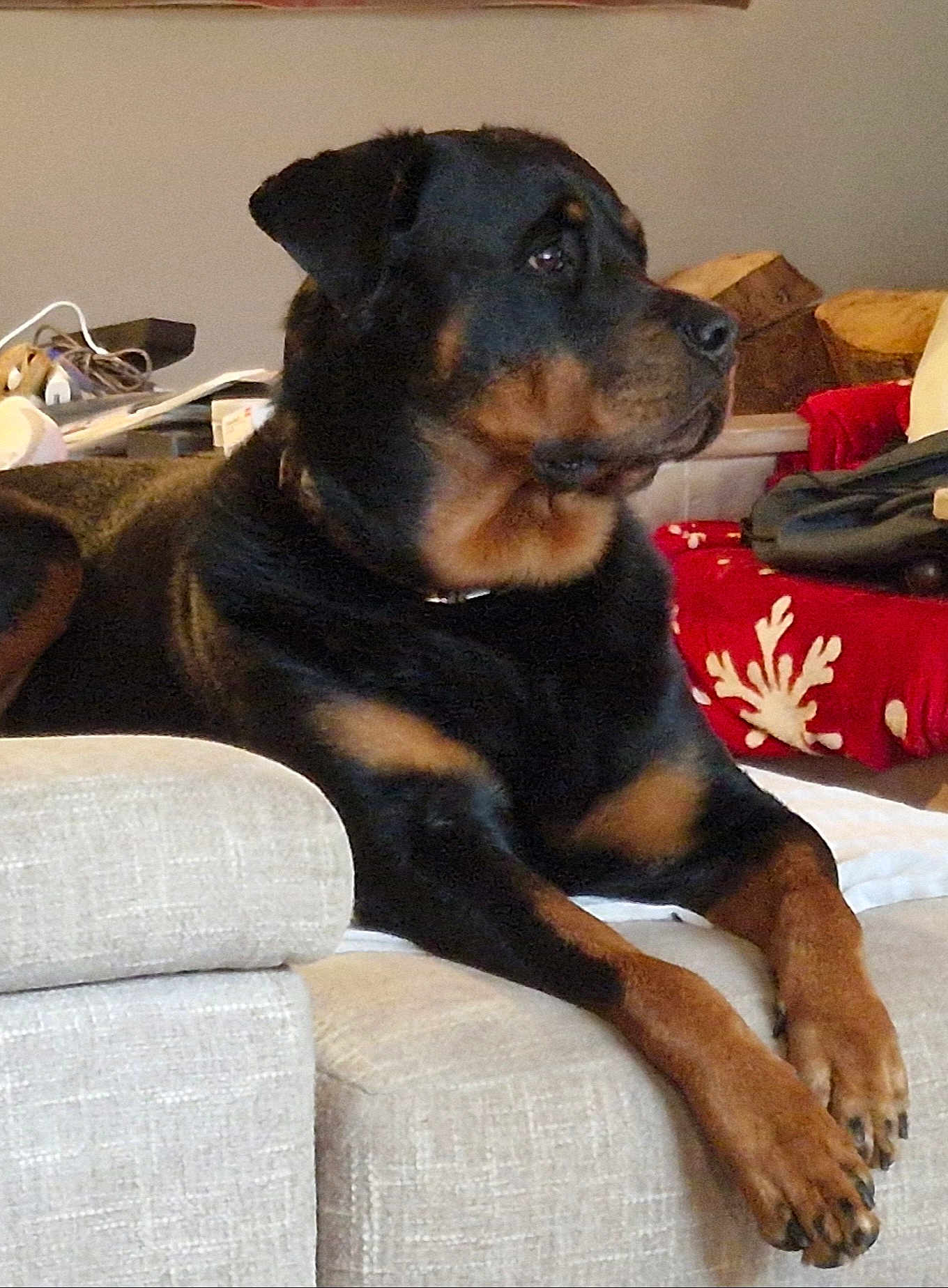 Shana participe au concours pour gagner de l'argent avec cette photo : dog, rottweiler, pet, couch, sofa, paw, muzzle, snout, fur, collar, indoor, living_room, relaxed, large_dog, portrait, furniture, blanket, paws, attentive, canine