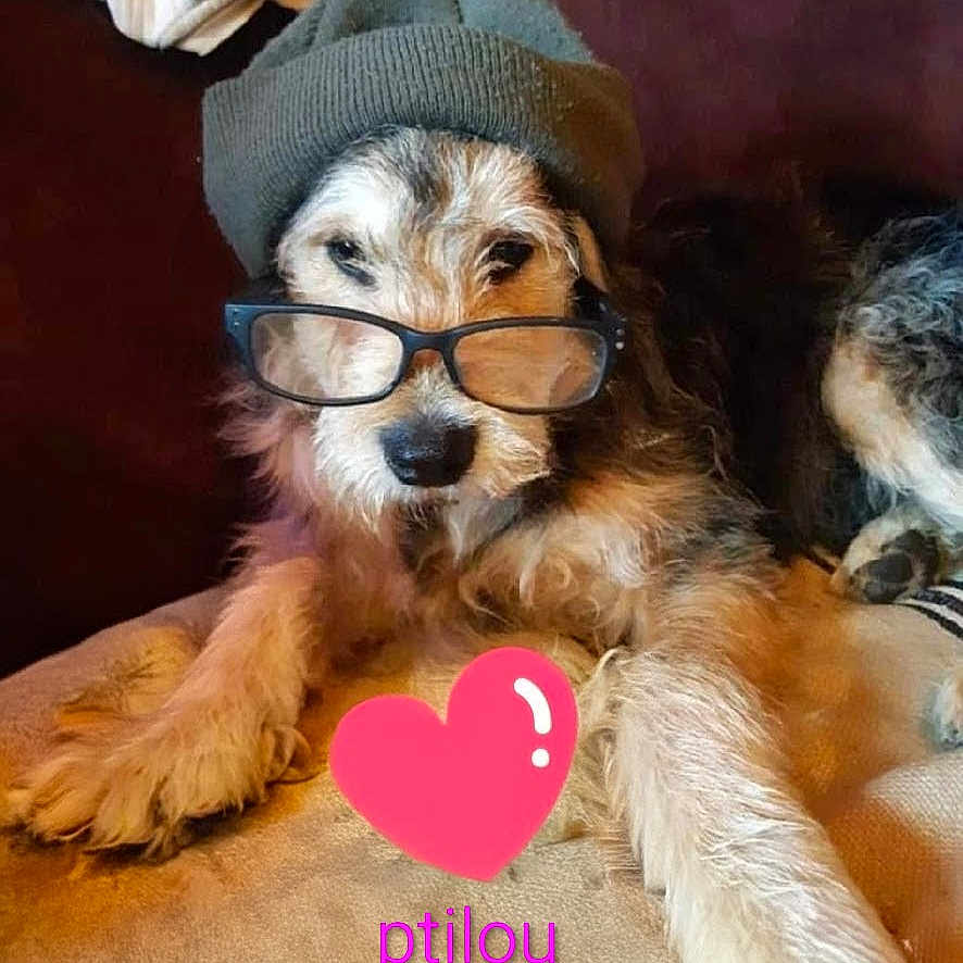 Ptilou a rejoint le concours — aidez-le/la à gagner de superbes lots ! dog, glasses, hat, couch, furry, pet, relaxed, indoors, cozy, brown, black, white, fur, wearing_accessories, portrait, laying_down, cute, animal, comfy, resting