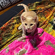 Lilo is registered to the contest to win money with this photo: cat, beige_cat, blanket, pink_blanket, leopard_print, bedspread, wooden_floor, suitcase, cat_tunnel, indoor, pet, animal, feline, curious, looking_up, ears, whiskers, tail, cozy, domestic