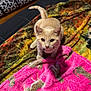 cat, beige_cat, blanket, pink_blanket, leopard_print, bedspread, wooden_floor, suitcase, cat_tunnel, indoor, pet, animal, feline, curious, looking_up, ears, whiskers, tail, cozy, domestic