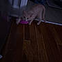 Lilo is registered to the contest to win money with this photo: kitten, cat, toy, wooden_floor, doorway, blanket, rug, indoor, pet, animal, playing, small, young, floor, home, furniture, brown, pink, cute, domestic