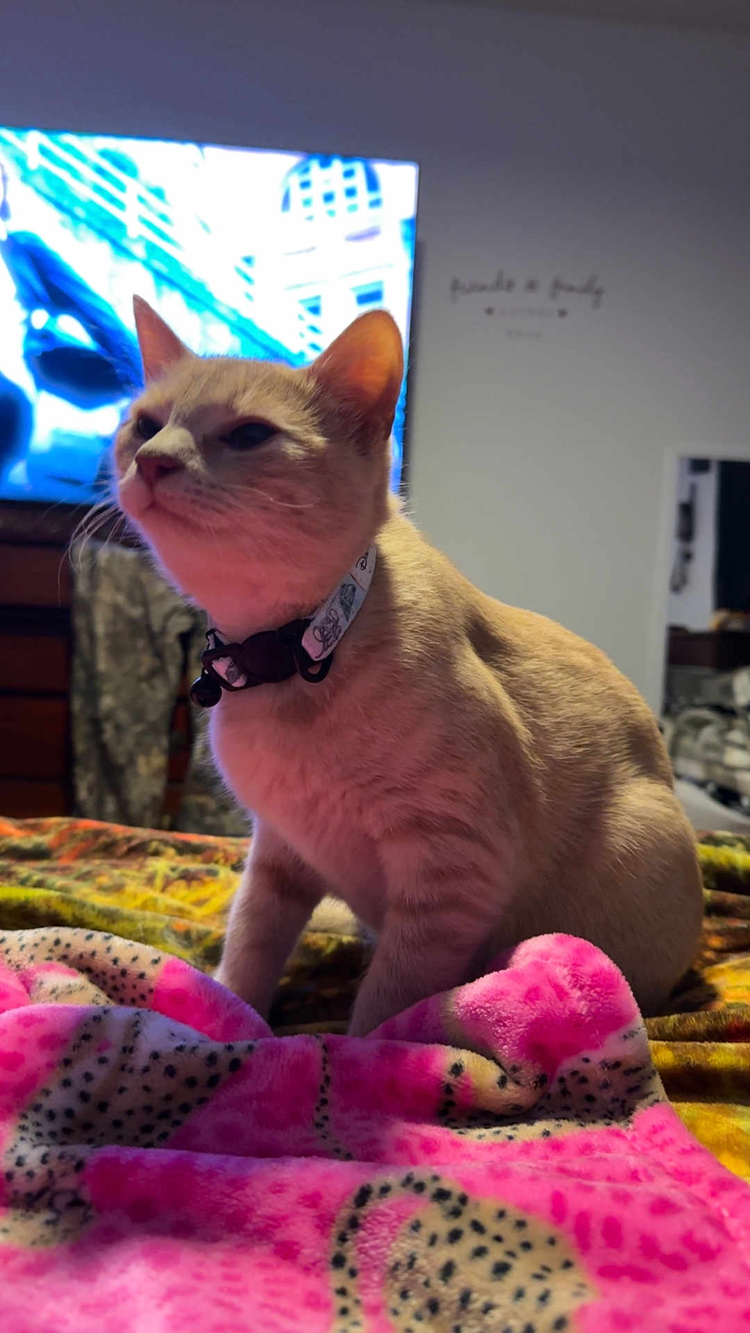 Lilo is registered to the contest to win money with this photo: cat, collar, blanket, pink, yellow, indoor, furniture, television, blurred_background, pet, fur, animal, domestic, cozy, bedroom, soft_texture, resting, mammal, cute, whiskers