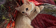 Lilo joined the competition — help win amazing prizes! kitten, cat, pet, collar, blanket, patterned_blanket, cozy, cute, feline, animal, indoor, resting, fur, small, curled_up, sleepy, soft, colorful, comfort, domestic