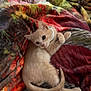 kitten, cat, pet, collar, blanket, patterned_blanket, cozy, cute, feline, animal, indoor, resting, fur, small, curled_up, sleepy, soft, colorful, comfort, domestic