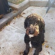 Simba is registered to the contest to win money with this photo: dog, curly_fur, black_fur, brown_fur, white_chest, sitting, outdoor, patio, concrete, backyard, garden, stone_wall, leaves, sunlight, portrait, pet, companion, floppy_ears, looking_at_camera, photography