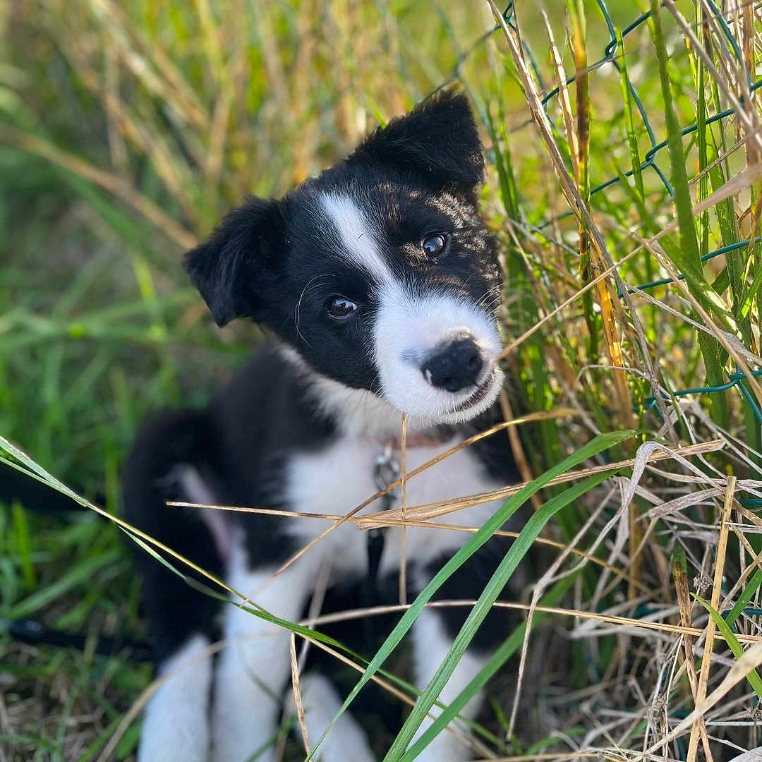 Pongo participe au concours pour gagner de l'argent avec cette photo : animal, canine, collie, dog, field, grass, grassland, herbal, herbs, hound, husky, nature, outdoors, pet, plant, puppy, reed, rock, snout, vegetation