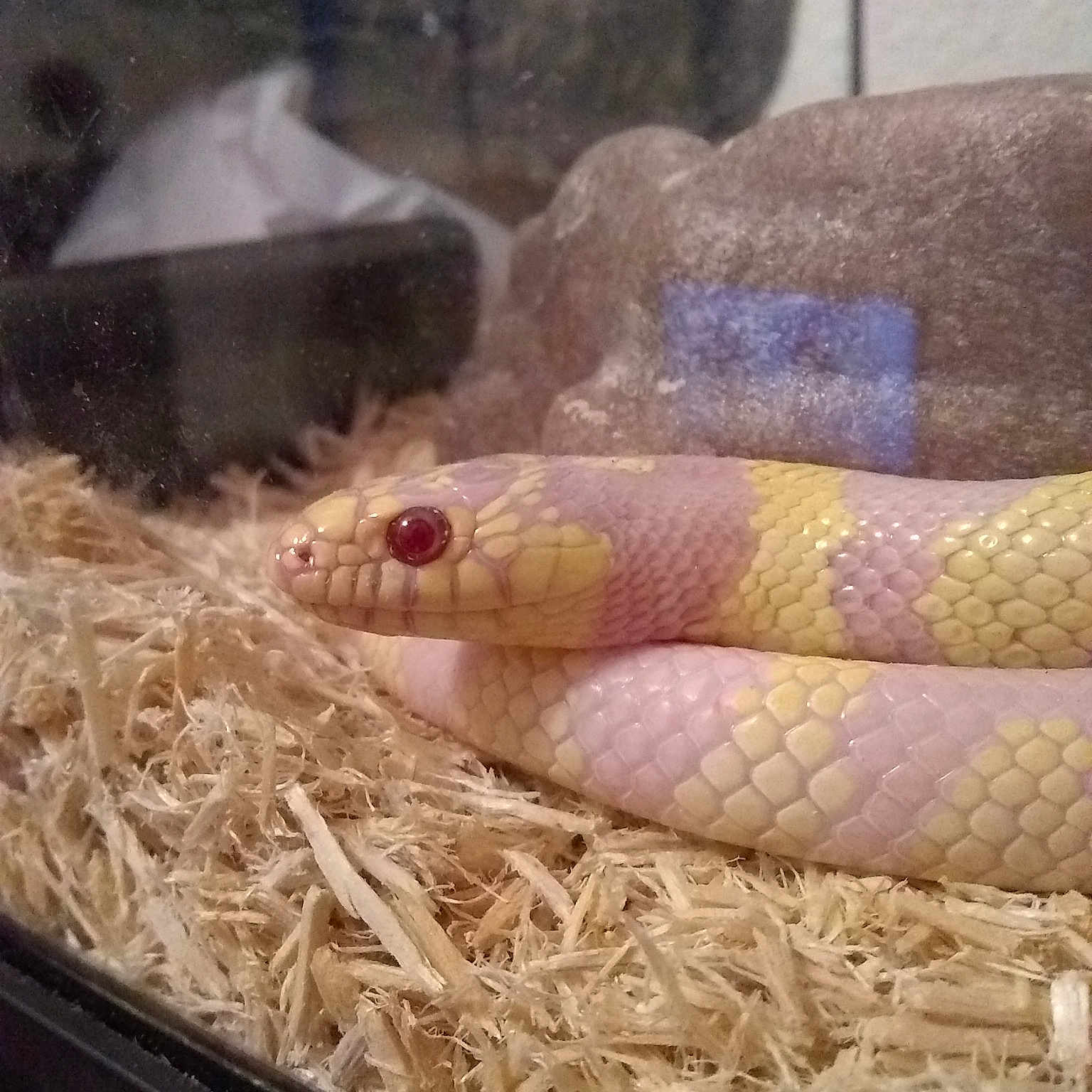 Cali