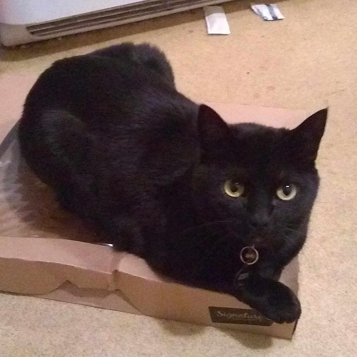 Catherine joined the competition — help win amazing prizes! black, black_cat, bombay, burmese, carnivore, cat, domestic_short_haired_cat, felidae, korat, mammal, small_to_medium_sized_cats, snout, tail, vertebrate, whiskers