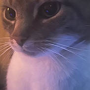 Willow is registered to the contest to win money with this photo: cat, close_up, whiskers, face, eyes, feline, pet, animal, fur, soft_light, indoor, portrait, cute, mammal, domestic_animal, furry, closeup, warm_colors, gentle, cozy