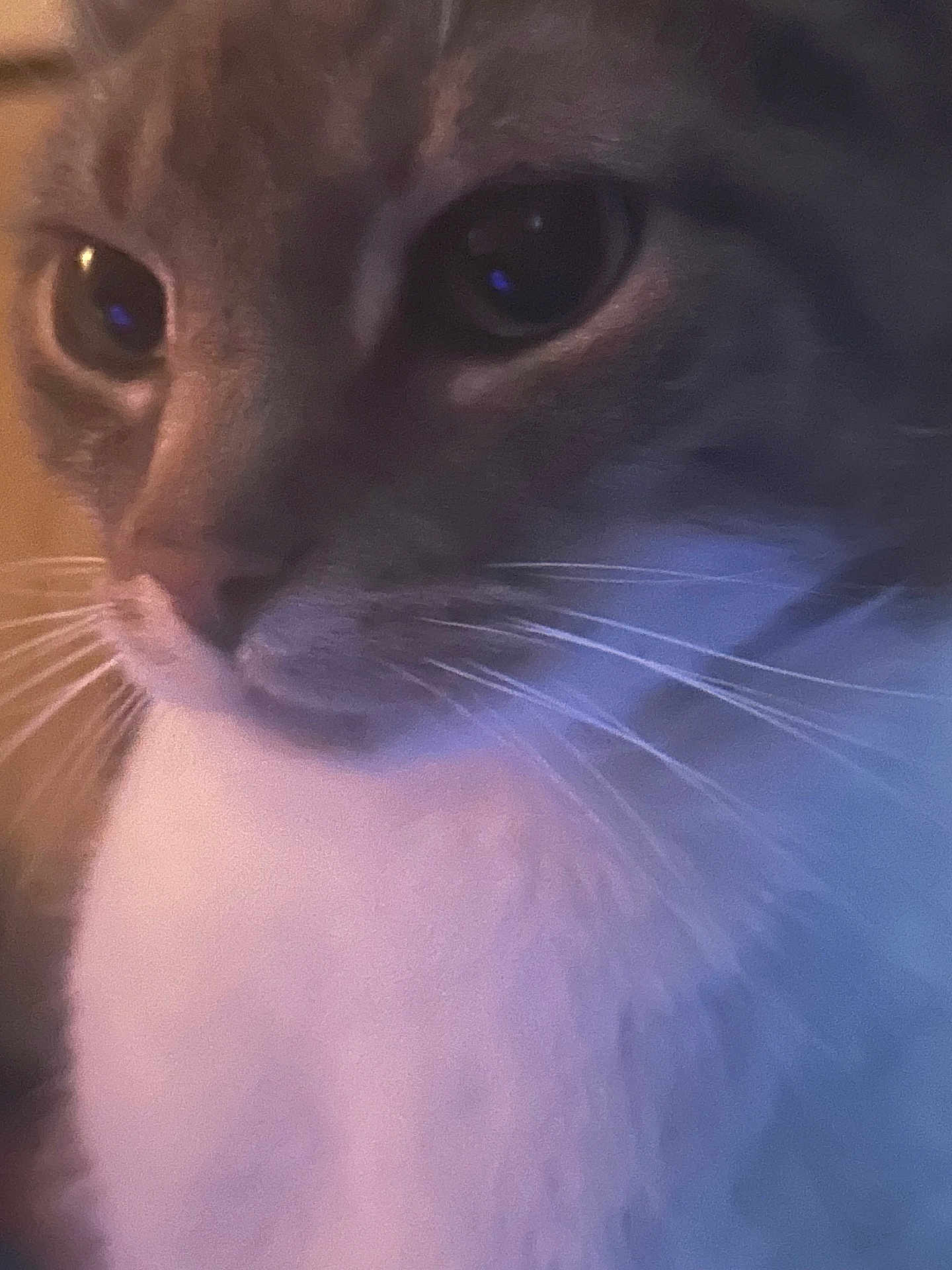 Willow is registered to the contest to win money with this photo: cat, close_up, whiskers, face, eyes, feline, pet, animal, fur, soft_light, indoor, portrait, cute, mammal, domestic_animal, furry, closeup, warm_colors, gentle, cozy