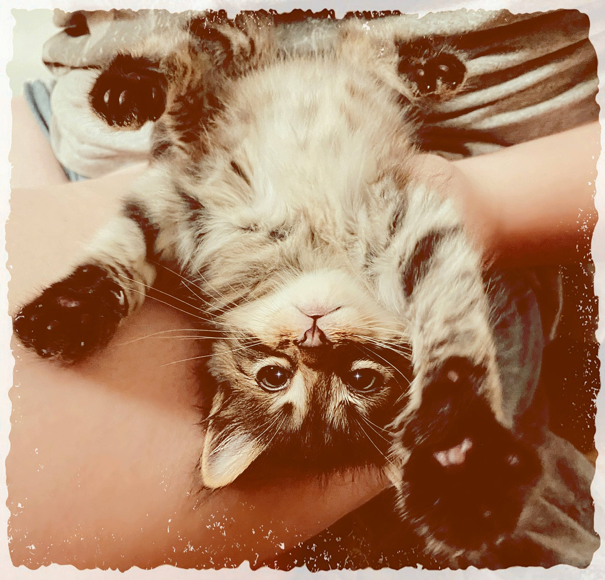 Salem joined the competition — help win amazing prizes! art, carnivore, cat, fashion_accessory, felidae, font, foot, fur, gesture, grass, liver, paw, photo_caption, rectangle, small_to_medium_sized_cats, snout, still_life_photography, stock_photography, tail, whiskers