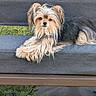 dog, small_dog, yorkshire_terrier, long_hair, fluffy, black_and_tan, pet, animal, canine, face, eyes, nose, ears, lying_down, sitting, bench, outdoor, grass, garden, portrait