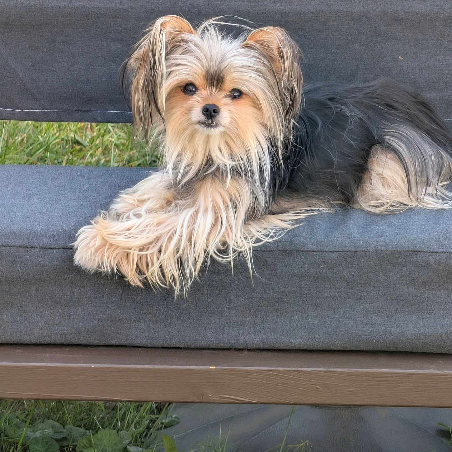 Shanna a rejoint le concours — aidez-le/la à gagner de superbes lots ! dog, small_dog, yorkshire_terrier, long_hair, fluffy, black_and_tan, pet, animal, canine, face, eyes, nose, ears, lying_down, sitting, bench, outdoor, grass, garden, portrait