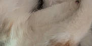 Mimi is registered to the contest to win money with this photo: cat, sleeping, fur, paws, mouth, teeth, closeup, resting, cozy, cute, pet, animal, indoor, blanket, pattern, white, gray, relaxed, soft, whiskers