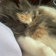Mimi is registered to the contest to win money with this photo: cat, sleeping, close_up, furry, whiskers, soft, cozy, nap, pet, animal, domestic, fur, ear, paw, resting, indoor, cute, feline, relaxing, comfort