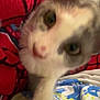 Mimi is registered to the contest to win money with this photo: kitten, cat, closeup, blurry, paw, curious, indoor, blanket, fabric, red, blue, white, yellow, pattern, pet, animal, feline, soft, cute, young