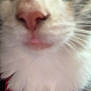 Mimi is registered to the contest to win money with this photo: cat, close_up, face, nose, eyes, whiskers, fur, white_fur, gray_fur, pet, indoor, animal, curious, blurry, macro, close_shot, red_background, soft_texture, feline, portrait
