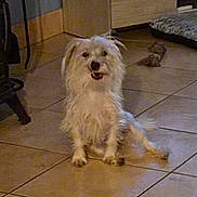 Ulka a rejoint le concours — aidez-le/la à gagner de superbes lots ! cabinet, dog, dog_bed, floor_tile, fur_detail, happy, home, indoor, living_room, looking_at_camera, mouth_open, paws, pet, shaggy_fur, sitting, small_dog, terrier, tile_floor, toy, white_fur