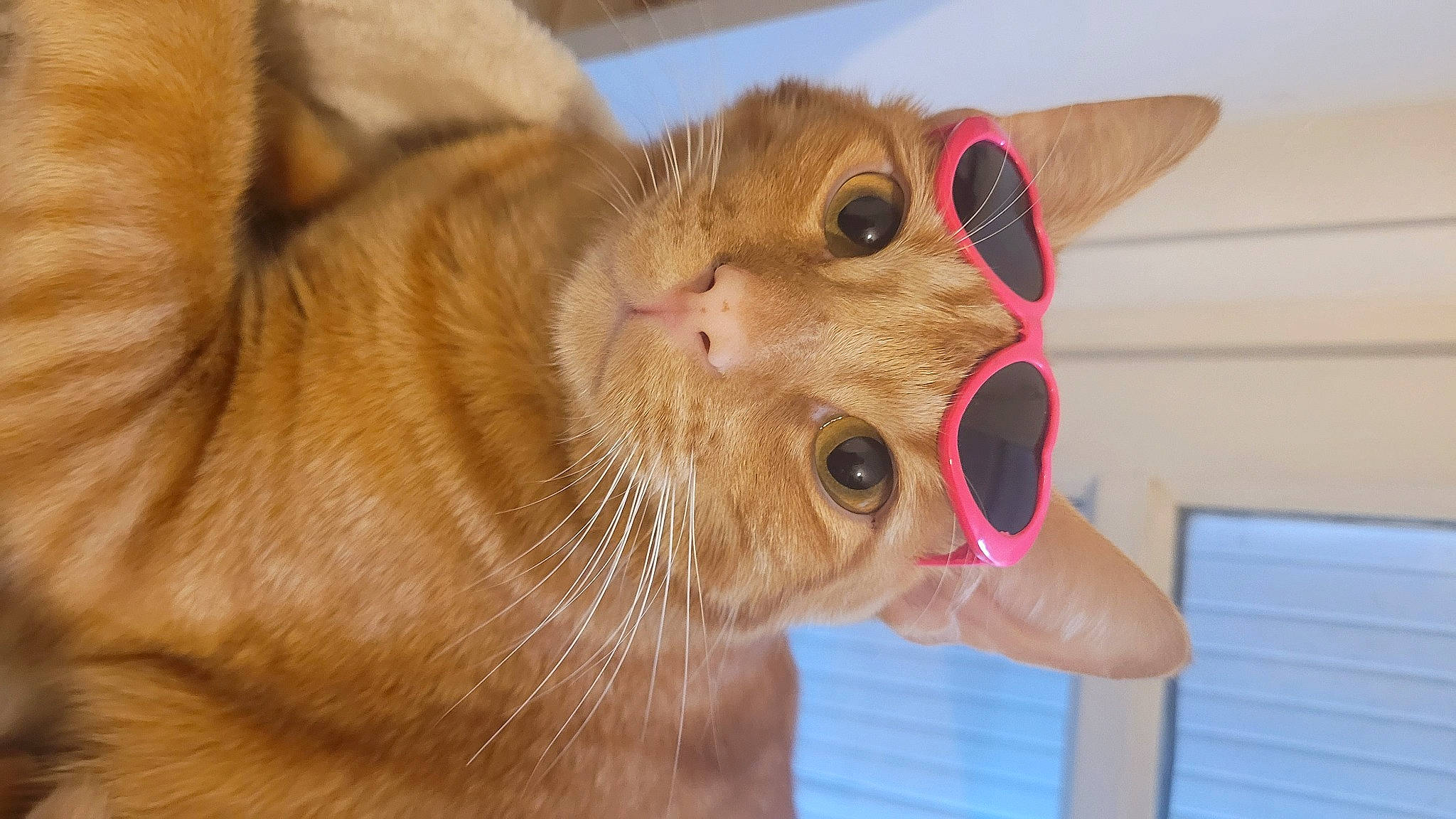 Yoshi a rejoint le concours — aidez-le/la à gagner de superbes lots ! carnivore, cat, cat_supply, claw, collar, domestic_short_haired_cat, ear, fang, fawn, felidae, fur, paw, pet_supply, small_to_medium_sized_cats, snout, terrestrial_animal, whiskers, wildlife