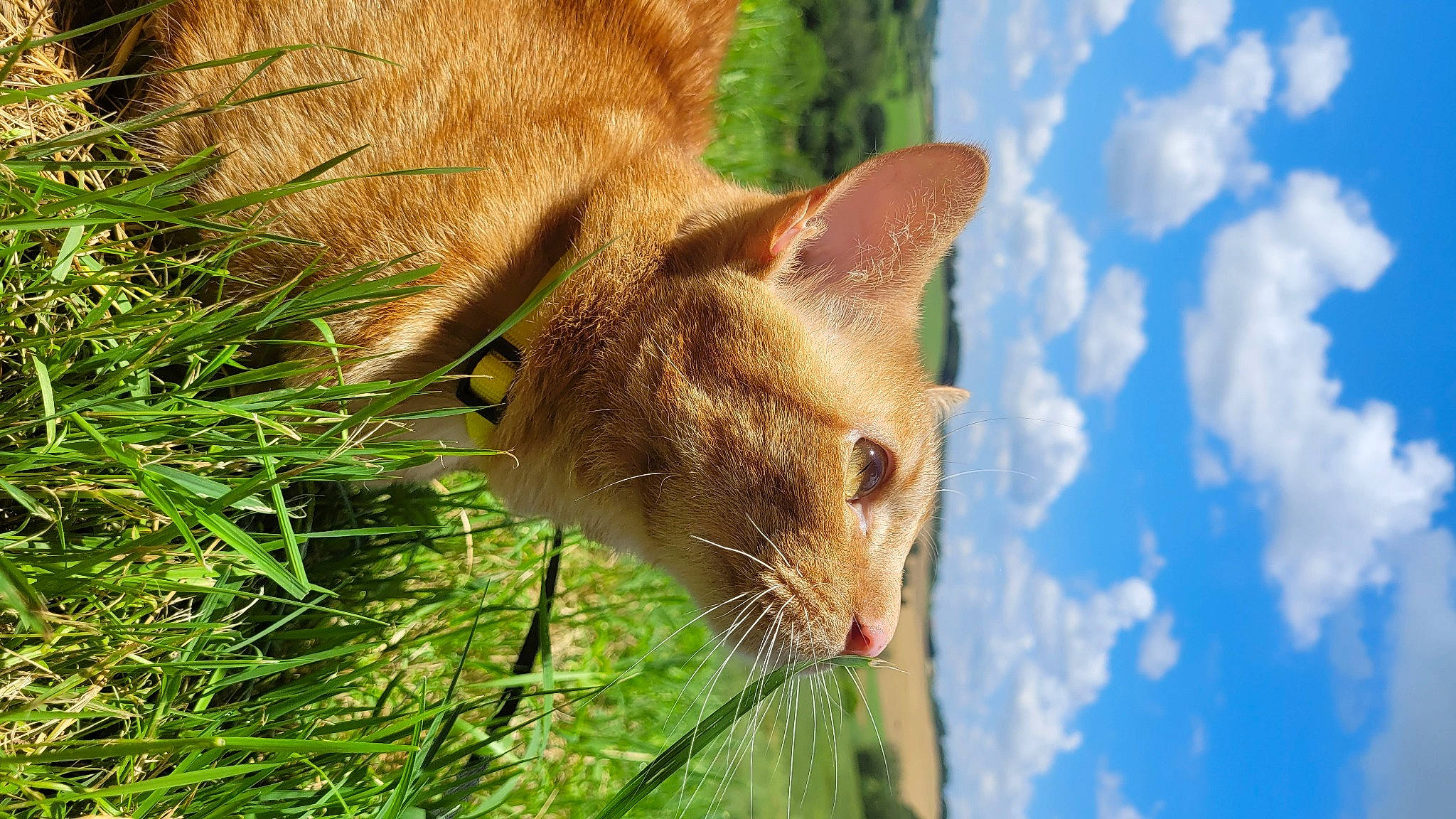 Yoshi a rejoint le concours — aidez-le/la à gagner de superbes lots ! canidae, carnivore, cat, cloud, domestic_short_haired_cat, fawn, felidae, fur, grass, plant, sky, small_to_medium_sized_cats, snout, sporting_group, tail, terrestrial_animal, tree, whiskers, wildlife, wood